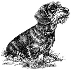 DackelRauhaarSitzend2-S53