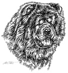 Chow Chow - S37