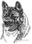 Akita Inu - S6