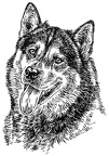 Alaskan Malamute - S7