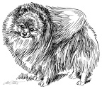 Zwergspitz - Pomeranian - S129