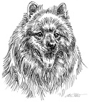 Samojede -  Samoyed - S138
