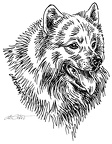 Samojede -  Samoyed - S139