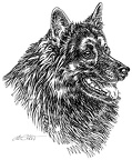 Wolfspitz - Keeshond - S166