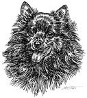 Spitz - S157