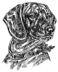 Bayerischer Gebirgsschweißhund - Bavarian Mountain Hound - S15