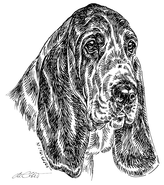 BassetHound-S14.jpg