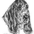 Basset Hound - S14