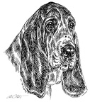 Basset Hound - S14