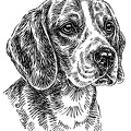 Beagle - S16