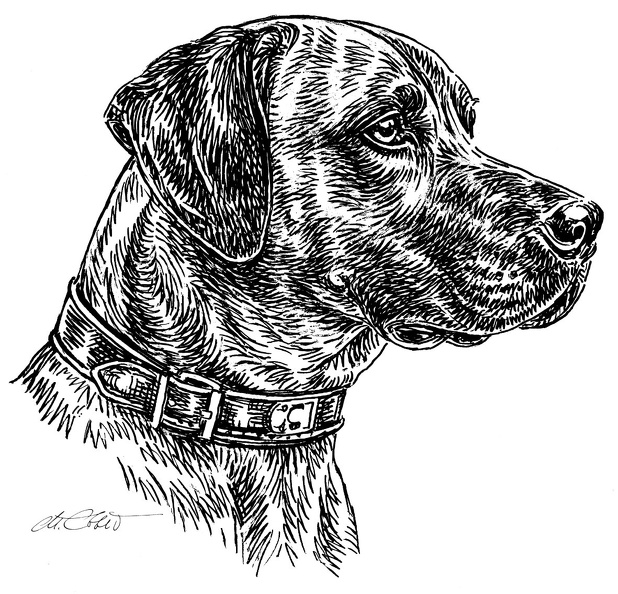 RhodesianRidgeback-S134.jpg