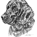 Hannoverscher Schweißhund - Hanoverian Bloodhound - S92