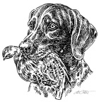 Deutsch Kurzhaar - German Shorthaired Pointer - S68