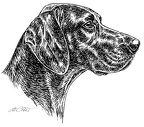 Deutsch Kurzhaar - German Shorthaired Pointer - S69