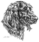 Deutsch Langhaar - German Longhair - S70