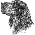 Gordon Setter - S86