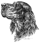 Gordon Setter - S86