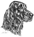 Irischer Setter - Irish Setter - S99