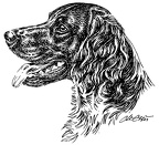Kleiner Münsterländer - Small Münsterländer - S107
