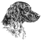 Kleiner Münsterländer - Small Münsterländer - S108