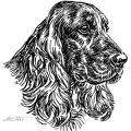 Cocker Spaniel - S38
