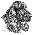 Cocker Spaniel - S38
