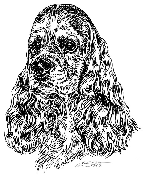 AmericanCockerSpaniel-S8.jpg