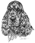 Cocker Spaniel - S39