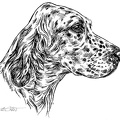 Englischer Setter - English Setter - S75