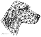Englischer Setter - English Setter - S75