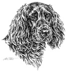 Deutscher Wachtelhund - German Quail Dog - S66