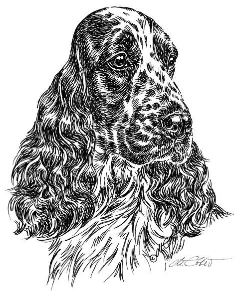 CockerSpanielBlauschimmel-S40.jpg