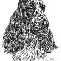 Cocker Spaniel - S40