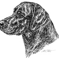 Labrador - S111