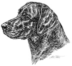 Labrador - S111