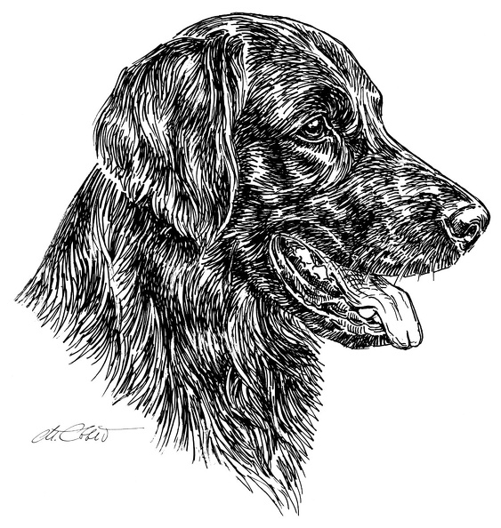 FlatCoatedRetriever-S78.jpg