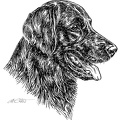 Flat Coated Retriever - S78
