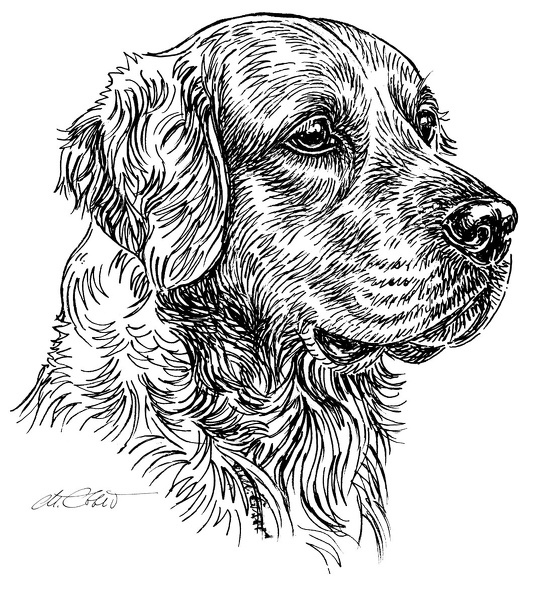 GoldenRretriever-S85.jpg