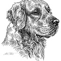 Golden Rretriever - S85