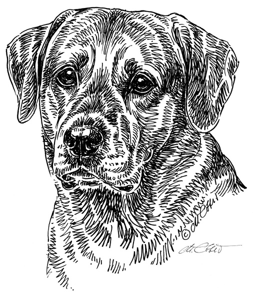 LabradorBlond-S110.jpg