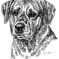 Labrador - S110