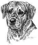 Labrador - S110