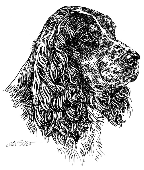 Springerspaniel-S158.jpg