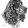 Springerspaniel - S158