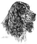 Springerspaniel - S158