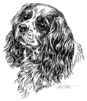 Cavalier King Charles Spaniel - S33