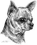 Chihuahua - S35
