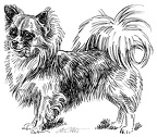 Chihuahua - S34
