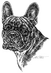 Französische Bulldogge - French Bulldog - S83
