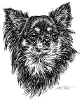 Chihuahua - S36